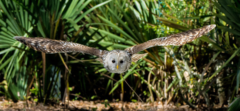 รูปภาพRaptors – เลือกดูภาพถ่ายสต็อก เวกเตอร์ และวิดีโอ1,031,626 | Adobe ...
