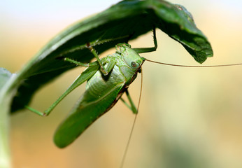 Large grasshopper on a beige blue background