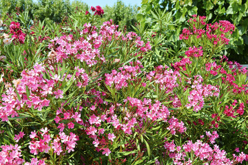 Red oleander flowers (Nerium oleander) 