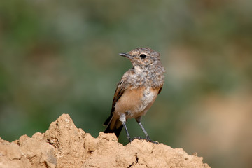 Young  northern wheatear or wheatear (Oenanthe oenanthe) portrait