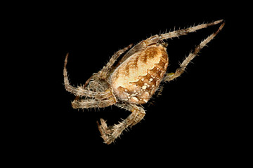 A spider isolated on the black background