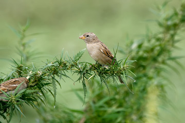 A female sparrow sits on a bush of cannabis