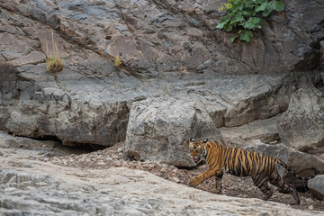 Fototapeta na wymiar T41 Laila Cub, Ranthambore National Park, India
