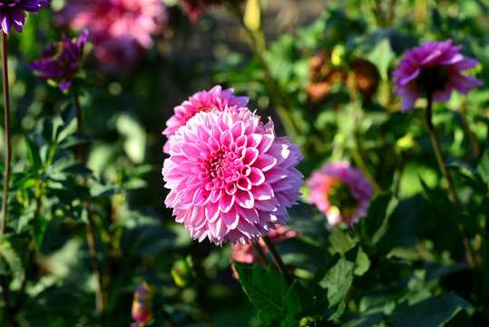 Flowers pink dahlias in the garden on the flower beds. Sunny, Backlight