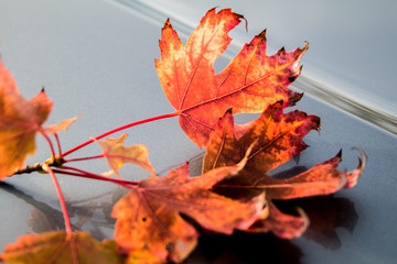Autumn Leaves Reflections 