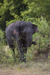 Obraz premium Sri Lankan Elephant - Elephas maximus maximus, Sri Lanka