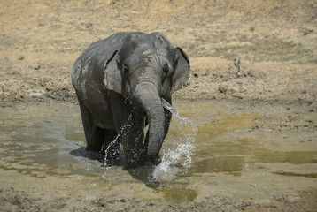 Elephants photos, royalty-free images, graphics, vectors & videos ...