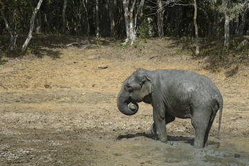Fototapeta premium Sri Lankan Elephant - Elephas maximus maximus, Sri Lanka