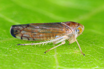 skoczek Cicadellidae Leafhopper Anoplotettix