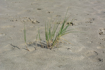 Strandgras am Sandstrand