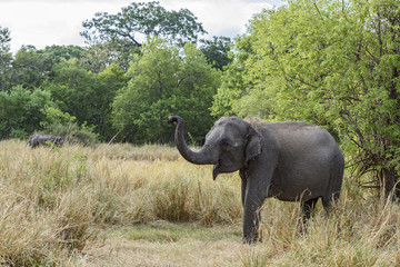 Fototapeta na wymiar Sri Lankan Elephant - Elephas maximus maximus, Sri Lanka
