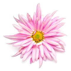 Beautiful pink chrysanthemum flower isolated on white background. Plant and flora. Creative and fashionable concept. Valentine's day, love. Flat lay, top view