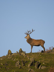 Red deer, Cervus elaphus