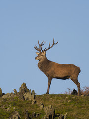 Red deer, Cervus elaphus