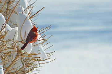 Cardinal in winter landscape