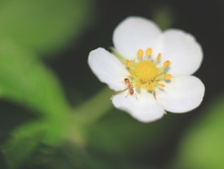 mrówka na białym kwiatku