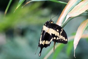 Fototapeta premium Brasilianischer Schwalbenschwanz, Schmetterling 
