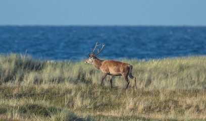 hirsch am meer