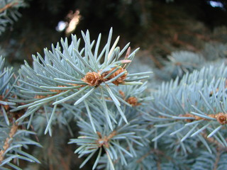 Naklejka na ściany i meble Photos natural background branch blue spruce growing in the park. shallow depth of field