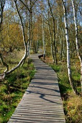 Obraz premium National nature reserve SOOS - large moorland and fen with many mineral water springs and moffettes (muddy volcanos) - near small spa town Frantiskovy Lazne (Franzensbad) - Czech Republic