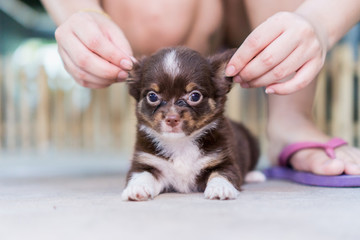 funny chihuahua puppy is sitting on the concrete floor, And a woman is holding her ear on both sides.