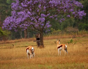 Impalas in Swaziland