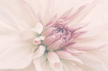 Fototapeta Kwiat ze ślubnego bukietu, delikatne płatki, ujęcie makro.  obraz