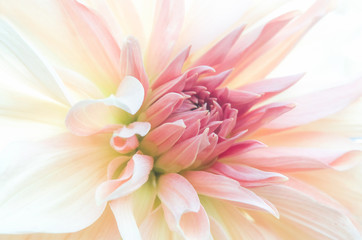 Fototapeta Zbliżenie na drobne różowe płatki gladioli, subtelne rozmycie.  obraz
