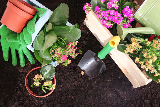 Flowers and gardening tools on ground