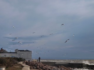 Beautiful autumn sky, seagulls and the sea with rolling waves (Saki, Crimea ). 