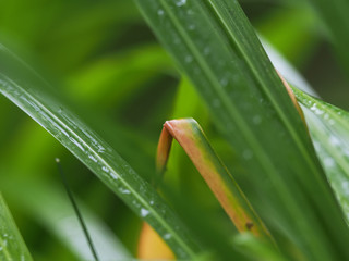 drops on the grass in the forest