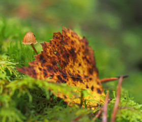 mushroom in moss