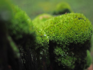 moss on a stump