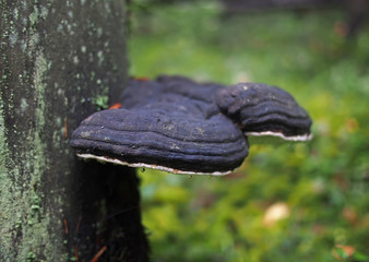 mushroom tinderpipe on a tree in the forest