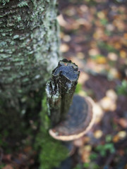mushroom tinderpipe on a tree in the forest