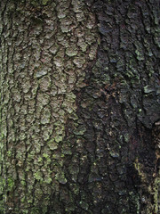 Fototapeta premium bark fir. background