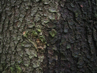 bark fir. background