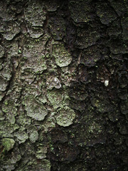 bark fir. background