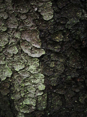 bark fir. background