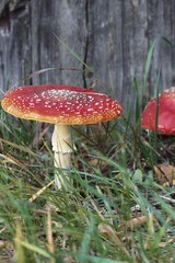 fly-agaric