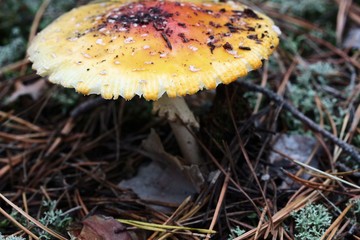 fly-agaric