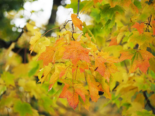yellow leaves in the park. Autumn