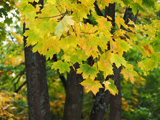 yellow leaves in the park. Autumn