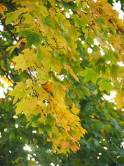 yellow leaves in the park. Autumn