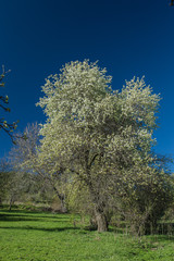 Spring tree