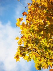 yellow leaves in the park. Autumn