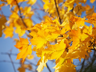 yellow leaves in the park. Autumn