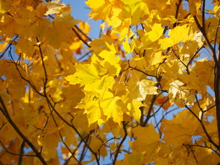 yellow leaves in the park. Autumn