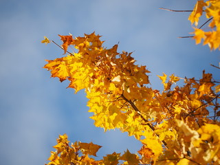 yellow leaves in the park. Autumn