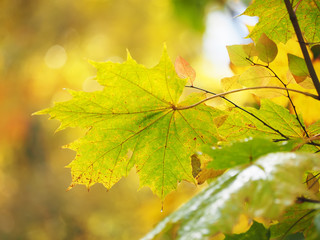 yellow leaves in the park. Autumn